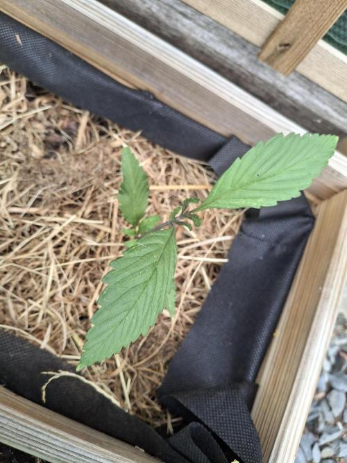 George became Bush (Outdoor Banger). Week 20
