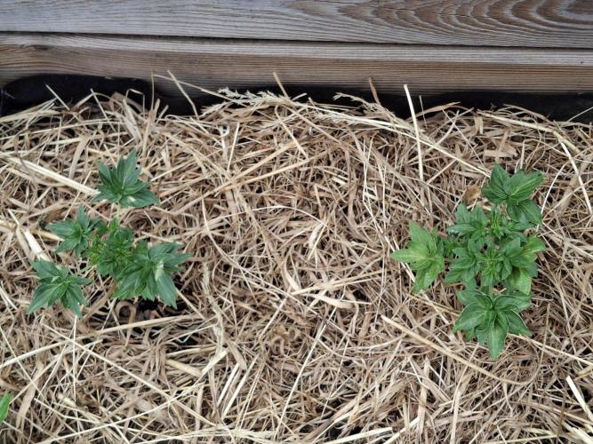 George became Bush (Outdoor Banger). Week 20