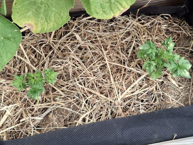 George became Bush (Outdoor Banger). Week 20