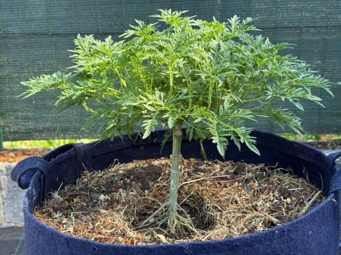 George became Bush (Outdoor Banger). Week 21