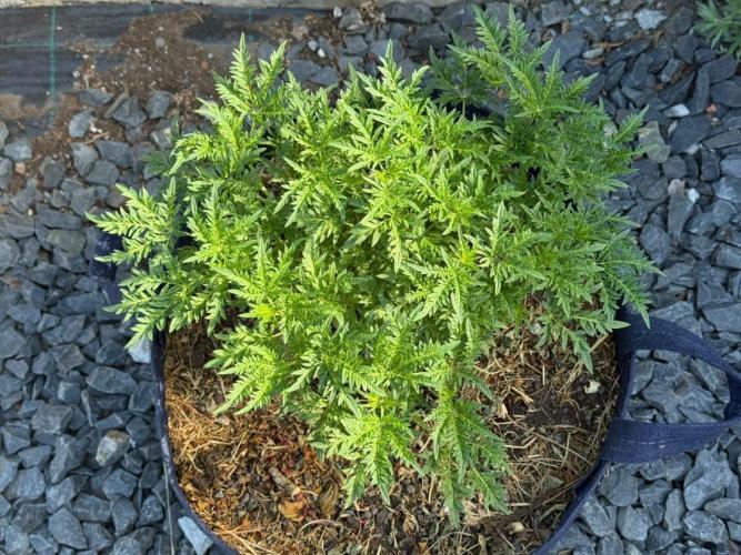George became Bush (Outdoor Banger). Week 21