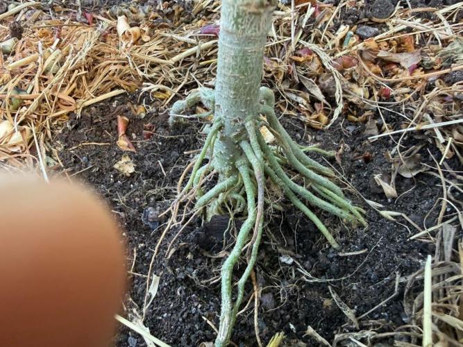 George became Bush (Outdoor Banger). Week 21