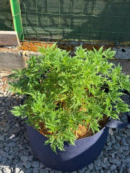 George became Bush (Outdoor Banger). Week 22