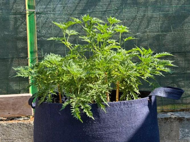 George became Bush (Outdoor Banger). Week 22