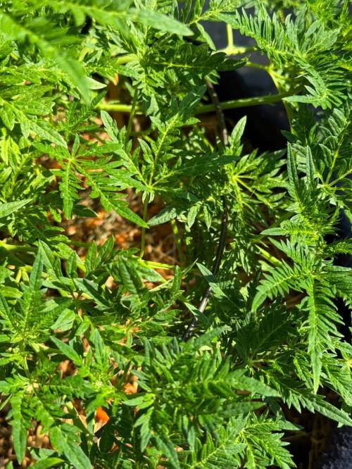 George became Bush (Outdoor Banger). Week 22