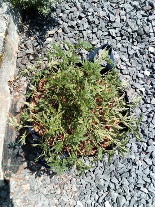 George became Bush (Outdoor Banger). Week 22