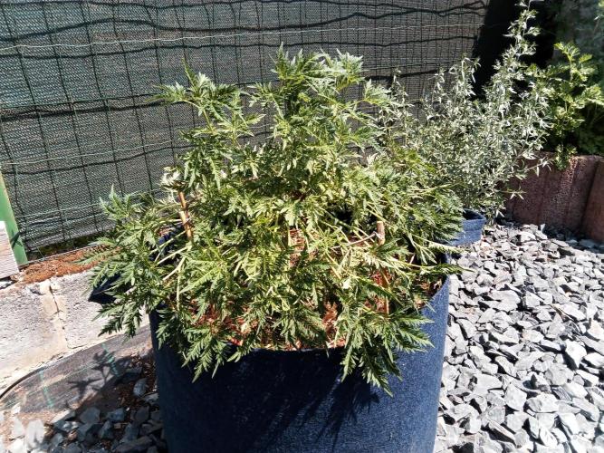 George became Bush (Outdoor Banger). Week 22