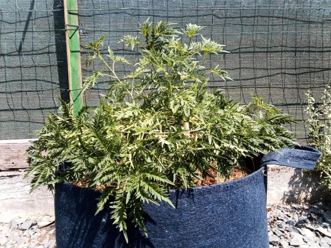 George became Bush (Outdoor Banger). Week 22