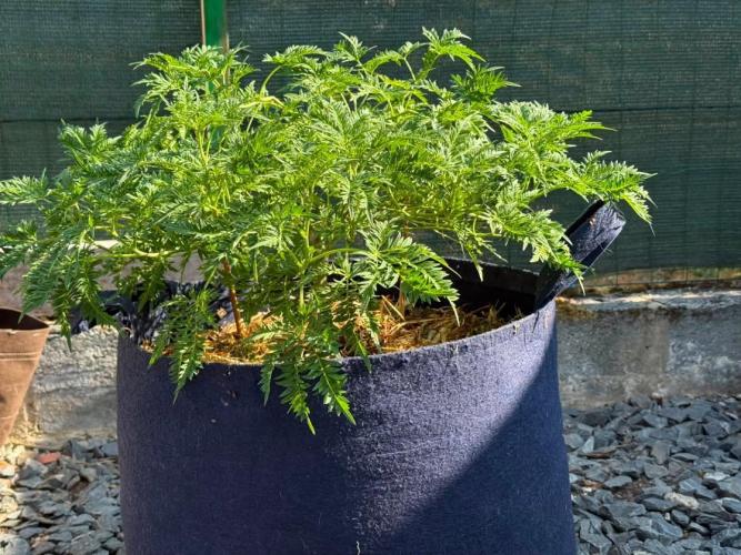 George became Bush (Outdoor Banger). Week 23