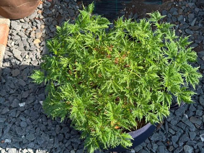 George became Bush (Outdoor Banger). Week 23