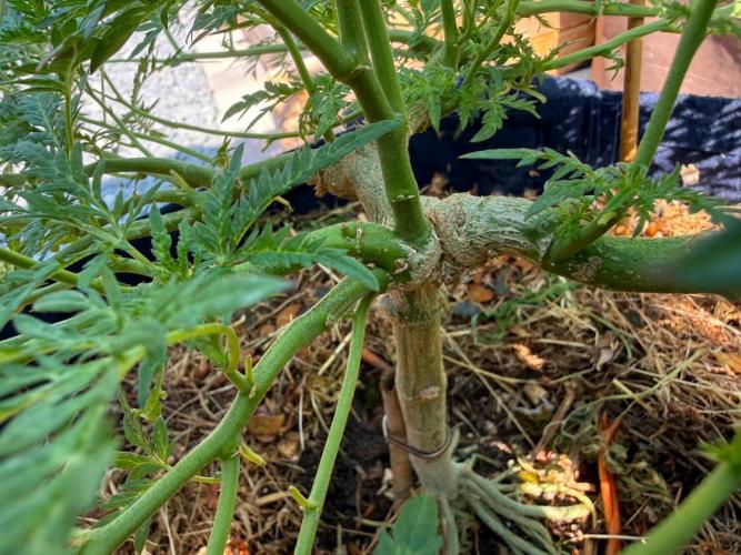 George became Bush (Outdoor Banger). Week 23