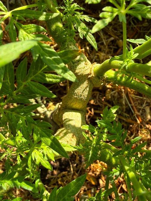 George became Bush (Outdoor Banger). Week 23