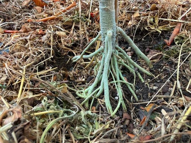 George became Bush (Outdoor Banger). Week 23