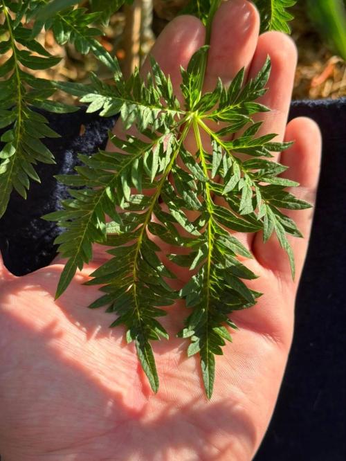 George became Bush (Outdoor Banger). Week 23