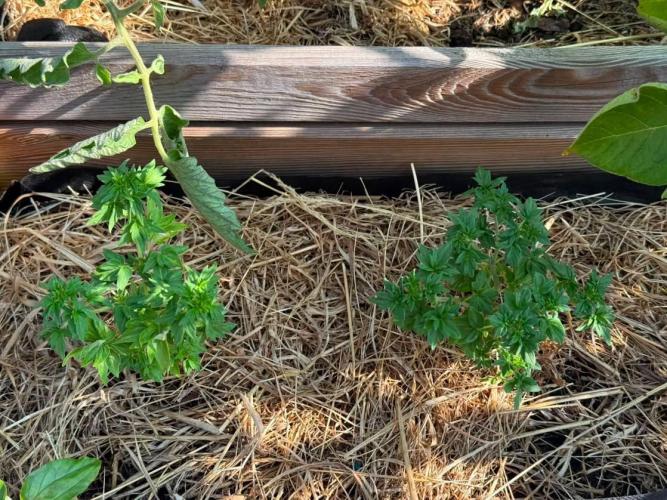 George became Bush (Outdoor Banger). Week 23