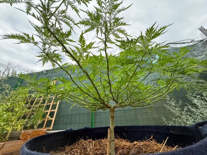George became Bush (Outdoor Banger). Week 25