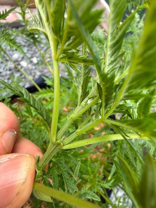 George became Bush (Outdoor Banger). Week 25