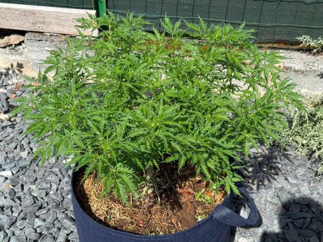 George became Bush (Outdoor Banger). Week 27