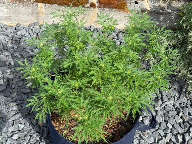 George became Bush (Outdoor Banger). Week 28