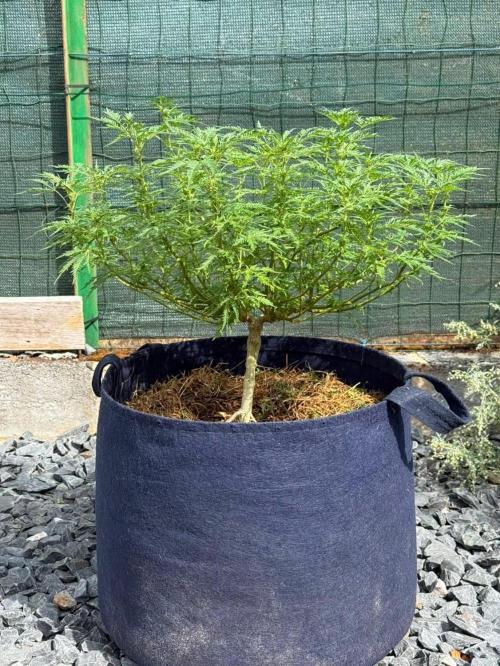 George became Bush (Outdoor Banger). Week 28