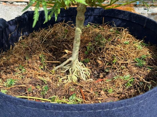George became Bush (Outdoor Banger). Week 28