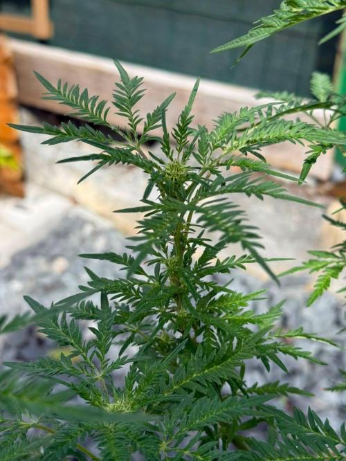 George became Bush (Outdoor Banger). Week 28