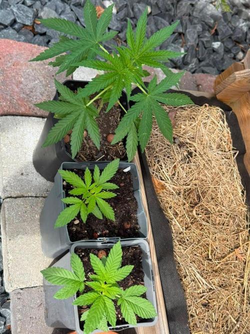 George became Bush (Outdoor Banger). Week 28