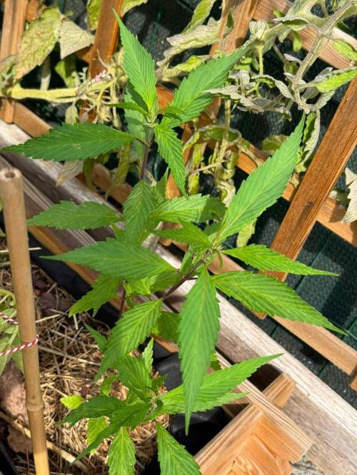 George became Bush (Outdoor Banger). Week 28