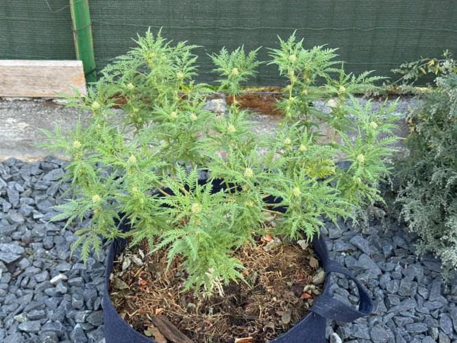 George became Bush (Outdoor Banger). Week 29