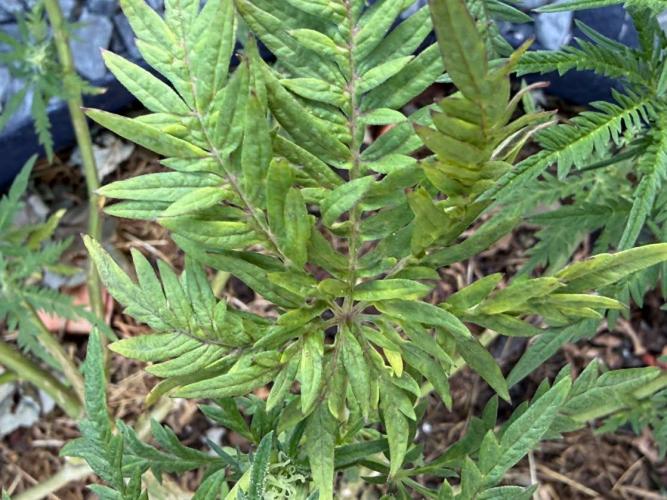 George became Bush (Outdoor Banger). Week 29