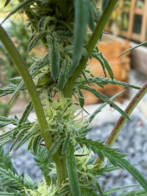 George became Bush (Outdoor Banger). Week 29