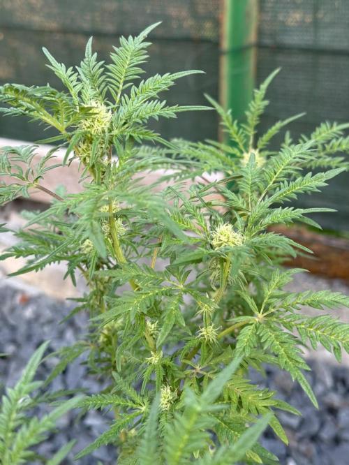 George became Bush (Outdoor Banger). Week 29