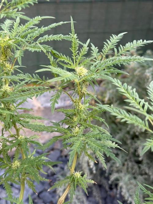 George became Bush (Outdoor Banger). Week 29