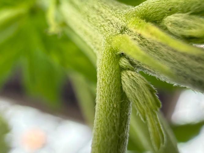Flatulence Terpènique. 🌪️ Plant mâle.. Week 5