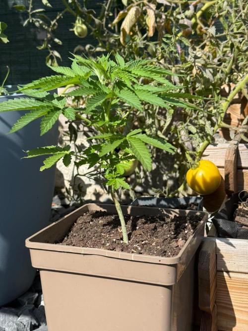 Flatulence Terpènique. 🌪️ Plant mâle.. Week 5