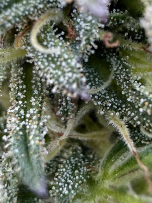 Frosty’s Purple Freak. Week 30