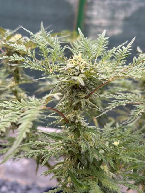 George became Bush (Outdoor Banger). Week 30