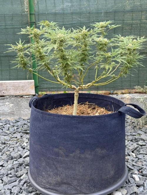 George became Bush (Outdoor Banger). Week 30