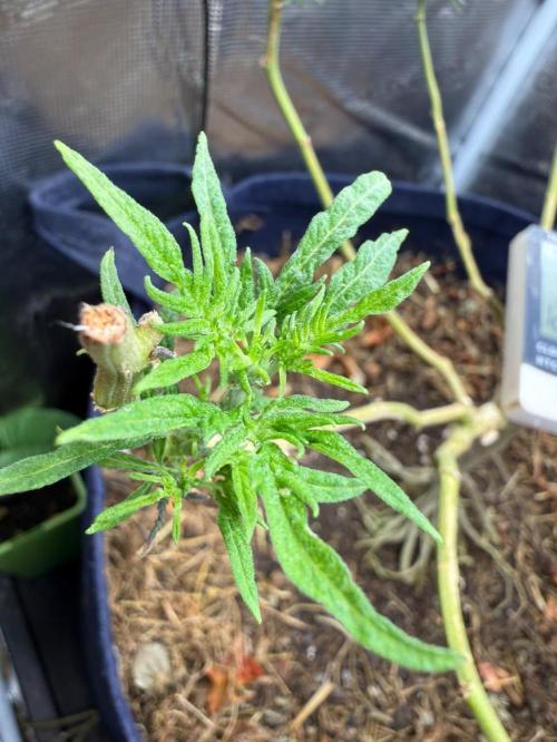 George became Bush (Outdoor Banger). Week 26