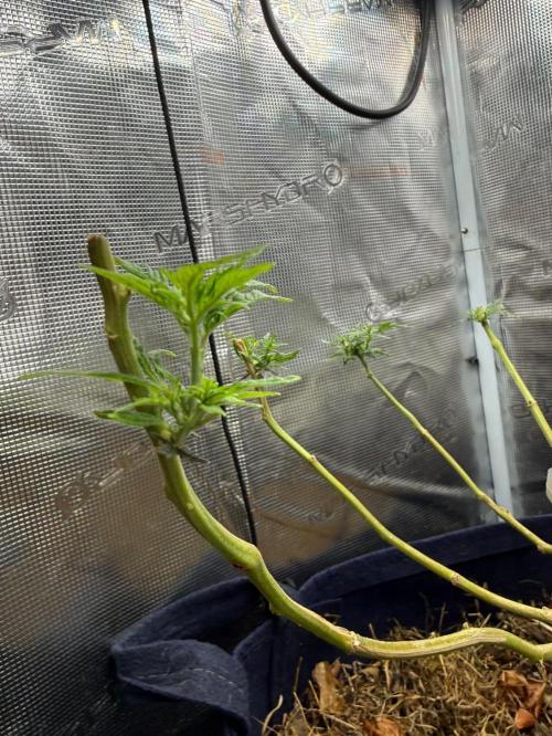 George became Bush (Outdoor Banger). Week 26