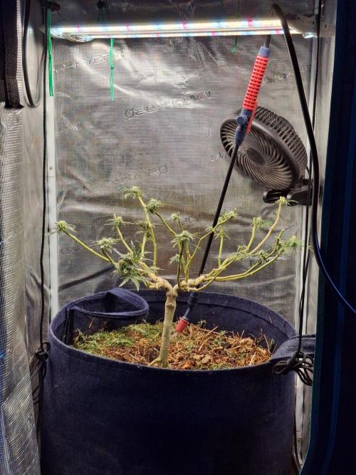 George became Bush (Outdoor Banger). Week 26