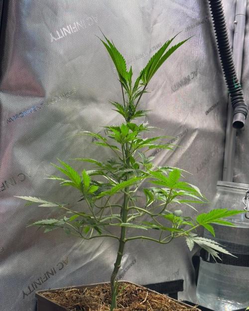 George became Bush (Outdoor Banger). Week 26