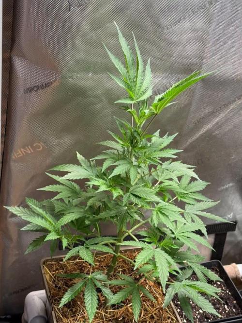 George became Bush (Outdoor Banger). Week 26