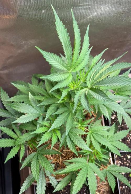Flatulence Terpènique. 🌪️ Plant mâle.. Week 6