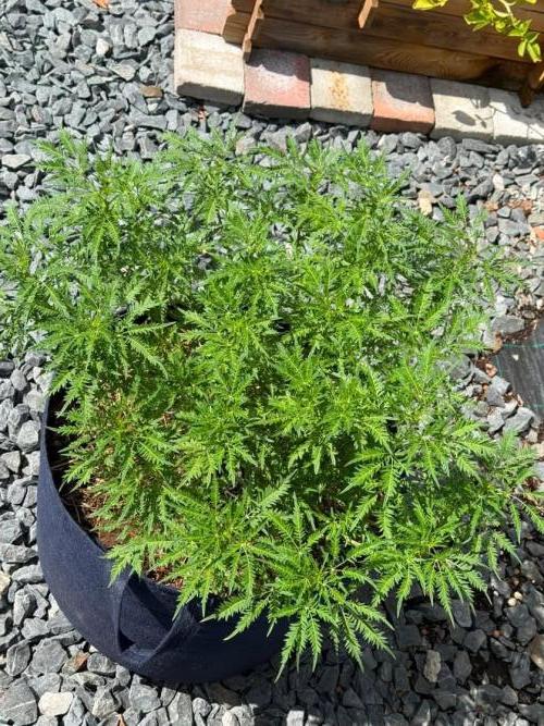 George became Bush (Outdoor Banger). Week 27