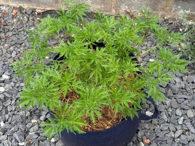 George became Bush (Outdoor Banger). Week 25