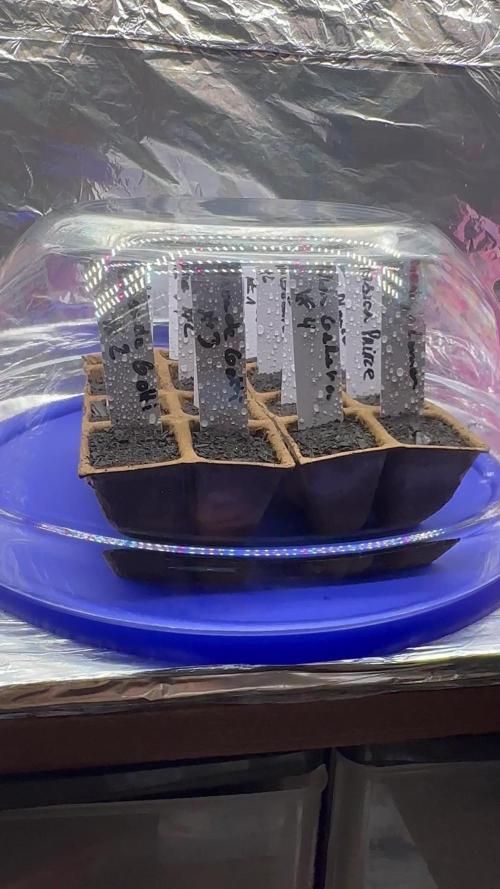 [Little Jungle] 12 Plant | Box 60x60x140 | 1 Pot Living Soil (70L)