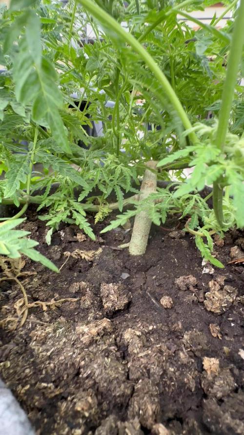 Crazy strain for outdoor | Top quality | Living soil