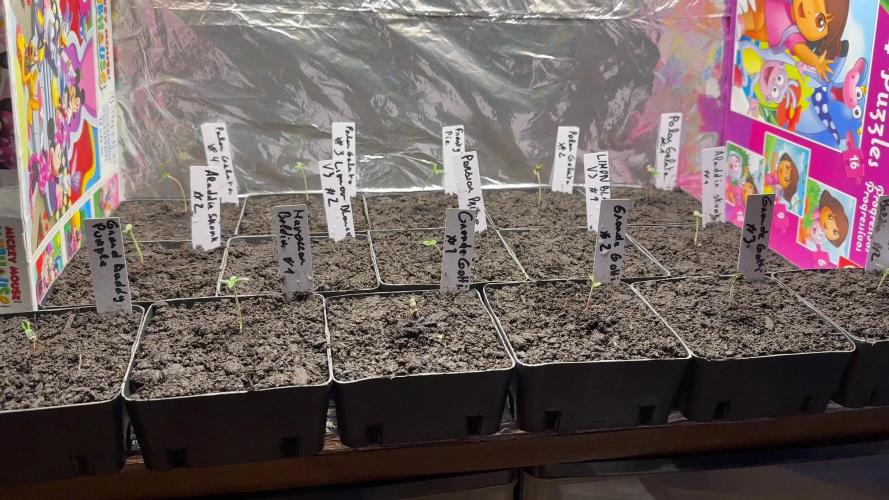 [Little Jungle] 12 Plant | Box 60x60x140 | 1 Pot Living Soil (70L)