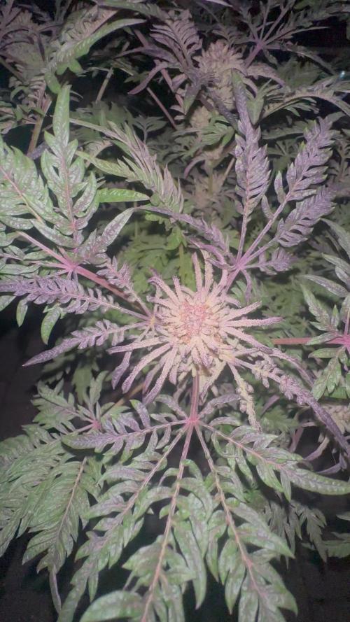 Crazy strain for outdoor | Top quality | Living soil
